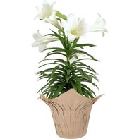 Fresh Easter Lily Potted Plant