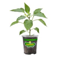 Bonnie Plants 19 Oz. Hot Jalapeno Pepper Vegetable Plant