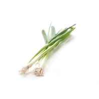 Green Onions (Scallions)