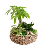 Pastel Gardens Potted Plant