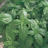 Bonnie Plants 8 In. Basil 'sweet Genovese' Herb Plant