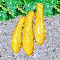 Bonnie Plants 2.32 Qt. Straightneck Squash Plant