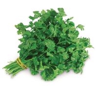 Cilantro