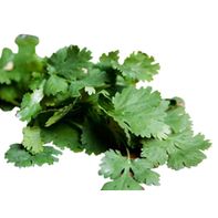 Cilantro
