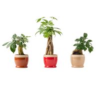 LiveTrends Summer Collection - Retrospect - Assorted Premium Foliage House plant in 12.0 Ounce(s) Pot 1 -Pack