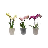 Fresh Live Potted Orchid in Container