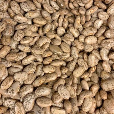 Pinto Beans