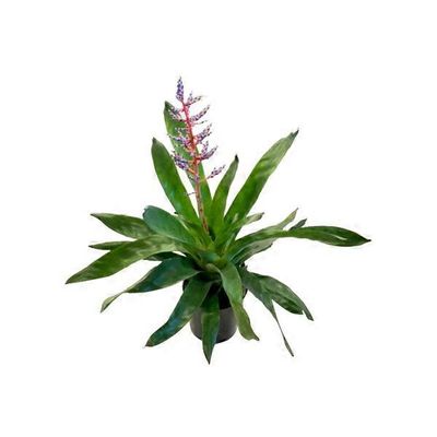 6" Bromeliad Vase In Ceramic