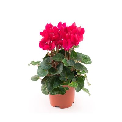 Fresh 6" Cyclamen Plant
