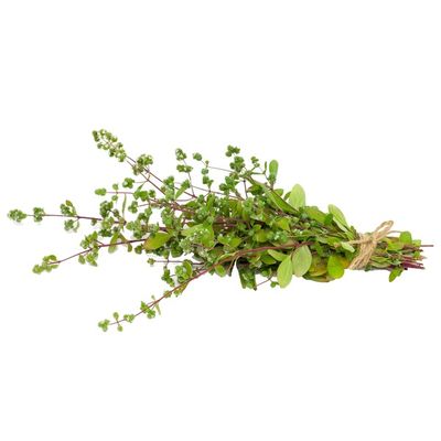 Marjoram