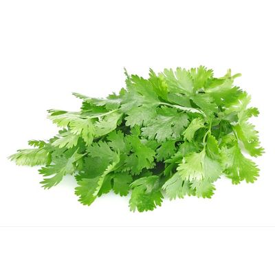 Cilantro