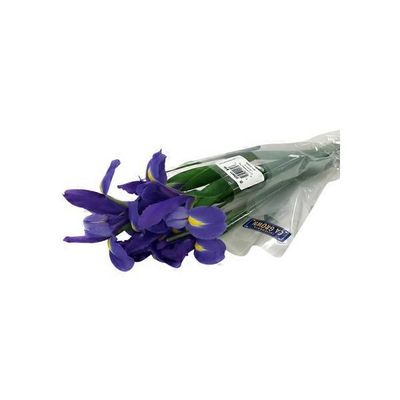 Sunny Valley BB Local Blue Iris
