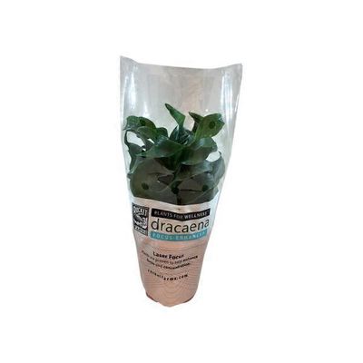 Draceana Plant Pfw