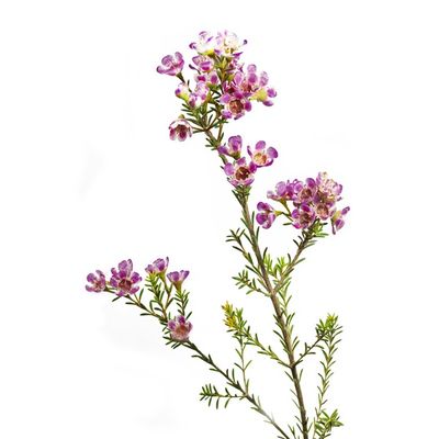 5 Stem Waxflower