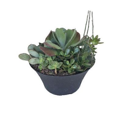 Rose Gonzales Plants 10" Succulent Plant In TVI Tapered Bowl