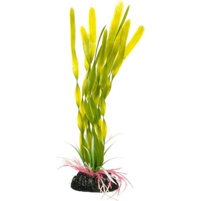 Image Small Green Corkscrew Plant