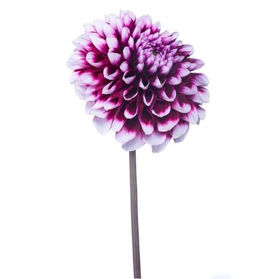 6.5" Plant Source Dahlia