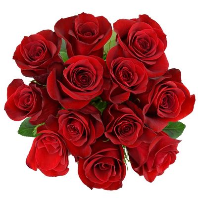 Debi Lilly Red Roses