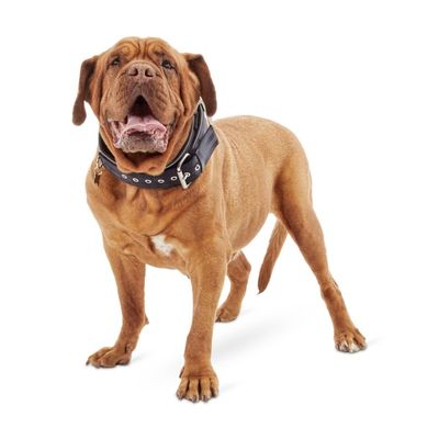 Good2 Go Extra Large to Extra Extra Large Black Big Dog Buckle Dog Collar