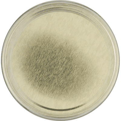 Dr. Bronner's Coconut Oil, Organic Virgin