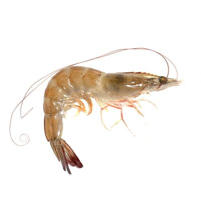 Raw Head-On Shrimp