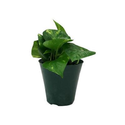 4" Pothos Plant