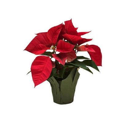 4" Red Poinsettia