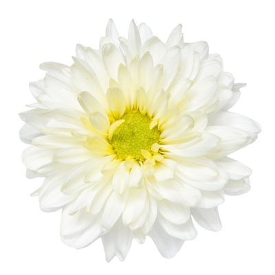 Ak Hi 6.5" White Mum