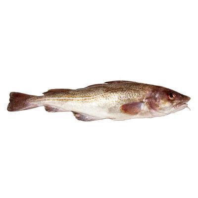 Whole Cod