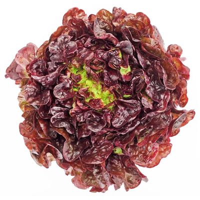 Red Butterhead (Boston, Butter, Bibb) Lettuce