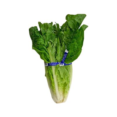 Green Leaf Lettuce