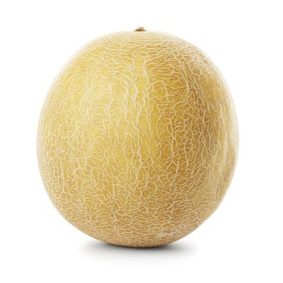 Galia Melon