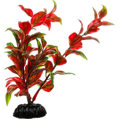 Petco Fore Bred Pearl Plant