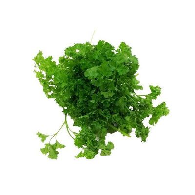 Cilantro