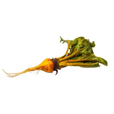 Organic Gold Beet