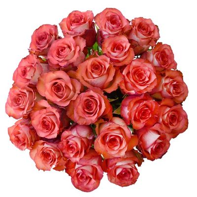 Debi Lilly Assorted Color Roses