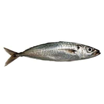 Fresh Wild Caught Whole Mackerel