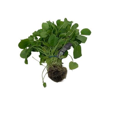 Watercress Microgreens