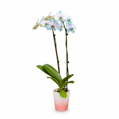 Westerlay Orchids Pink Moonstone Orchid