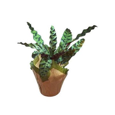 6" Calathea Lancifolia
