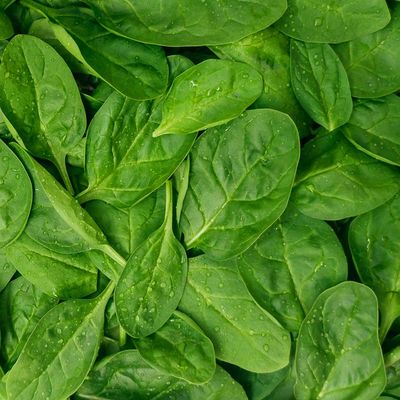 Organic Baby Spinach Bunch