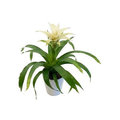 Bromeliad Vase Pot