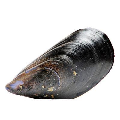 Mussels