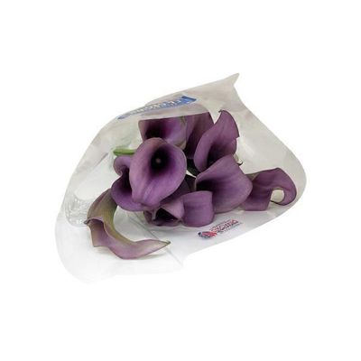 Mini Calla Lily Stems