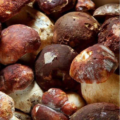 Organic Cep Mushroom