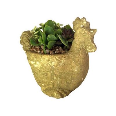 NBC Group4 Succulent Garden