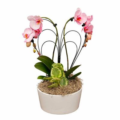 Westerlay Orchids Aphrodite Garden Orchid Arrangement