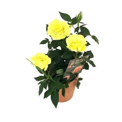 Nurserymen's Exchange Mini Rose Plant In Clay Pot
