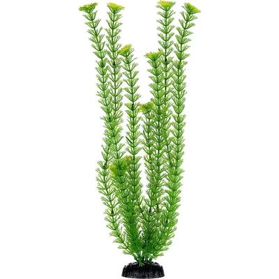 Petco Green Ambulia Background Aquarium Plant