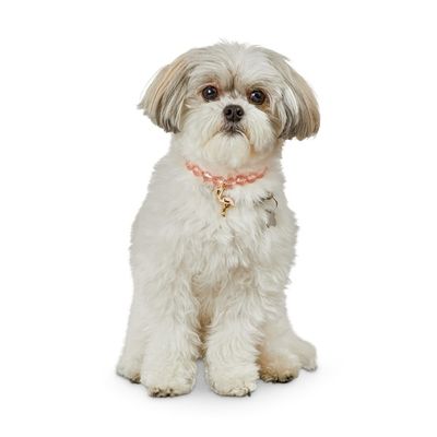 Bond Extra Small to Small Ps Lucite Necklace